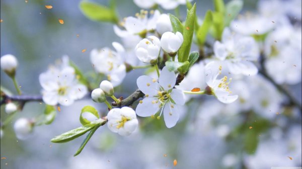 цветет яблоня