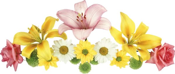 цветы горизонтально