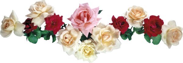 роза фловер