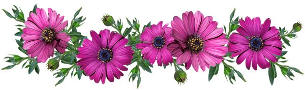 остеоспермум эрато пурпле