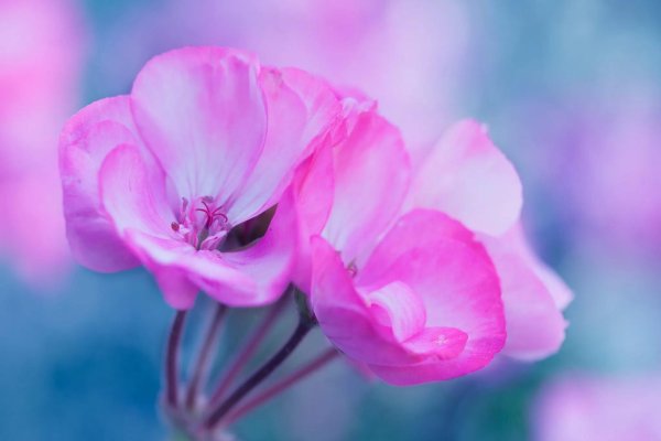 пеларгония зональная