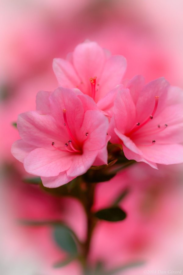 азалия пинк