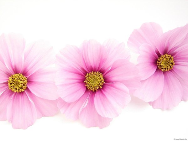 цветок космеи