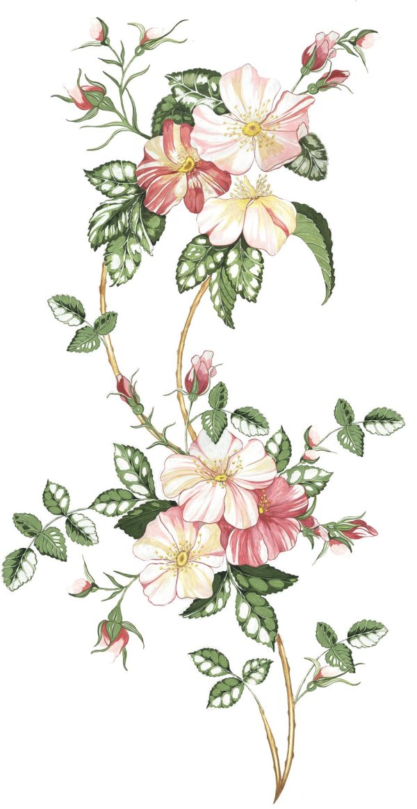 ботаническая иллюстрация