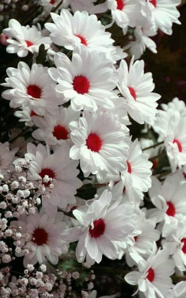 перикаллис цинерария