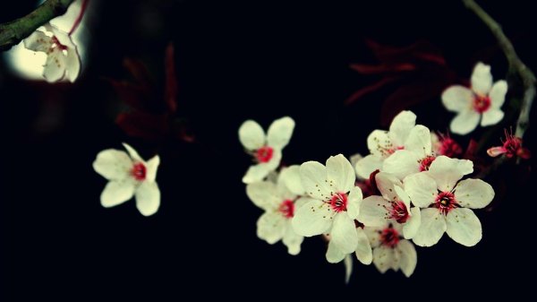 ветка сакура