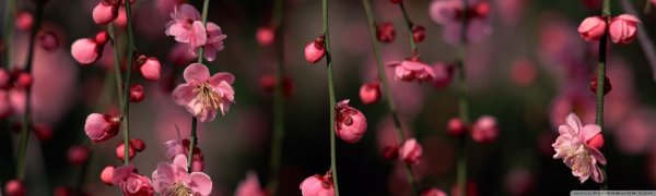 сакура цветки