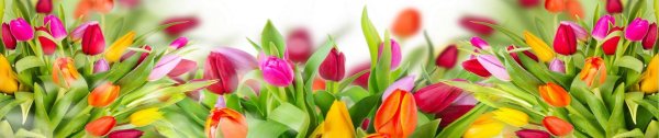 тюльпаны баннер