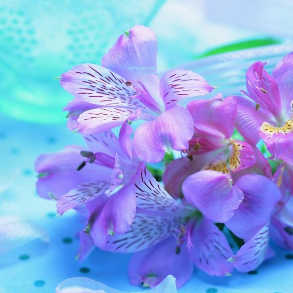 альстромерия лиловая