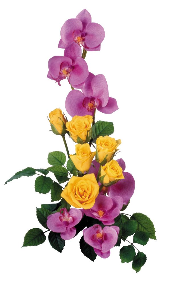 цветы вертикальные