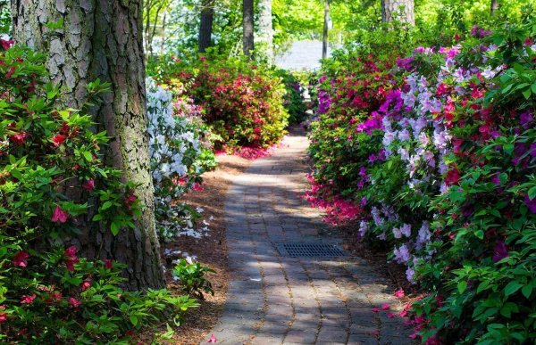 рододендрон живая изгородь