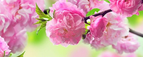 весенние фоны