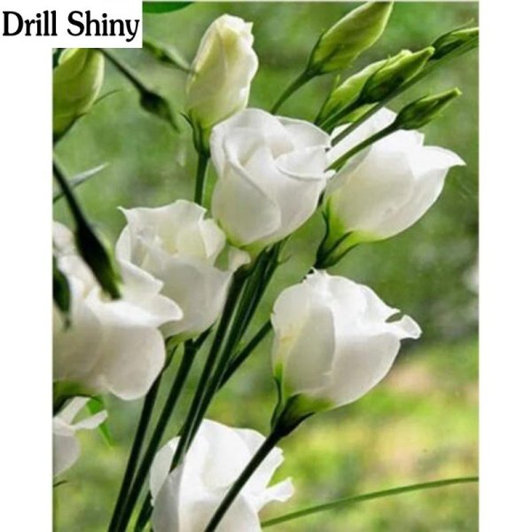 лизиантус белый