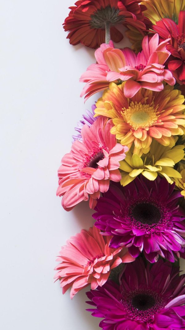 гербера микс