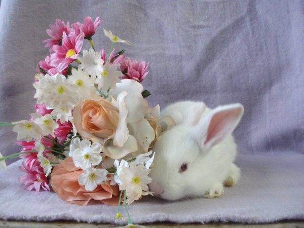 белые кролики