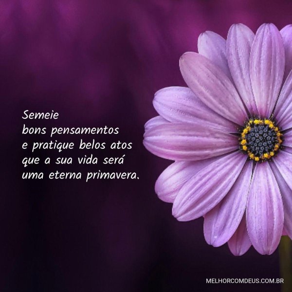 сиреневая ромашка