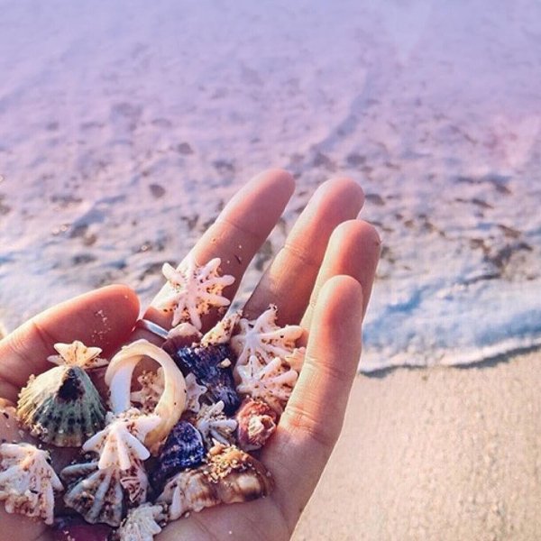 морская раковина