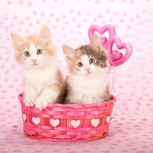 милая кошечка