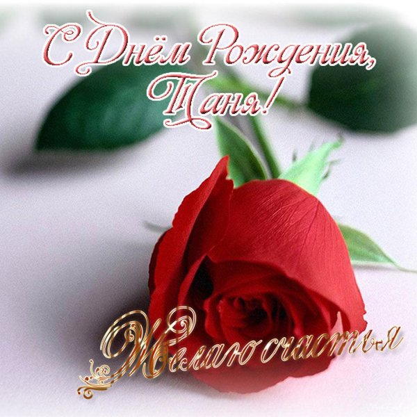 роза красивая