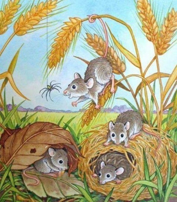 мышь малютка полевка