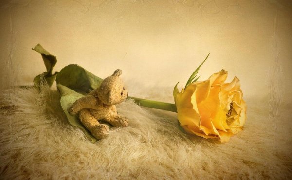 медведь тедди