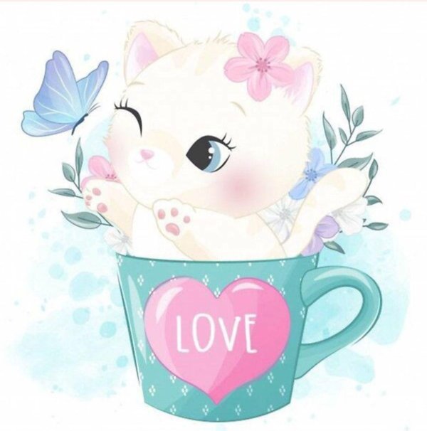 милая котик