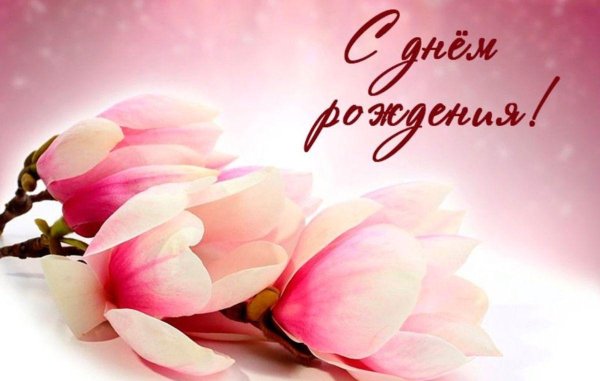 розовая магнолия