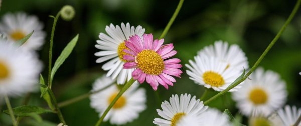 erigeron karvinskianus