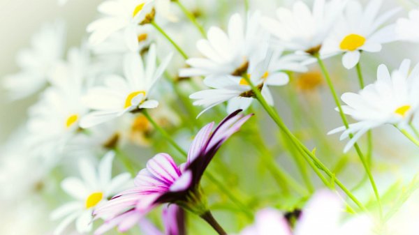 нежные ромашки