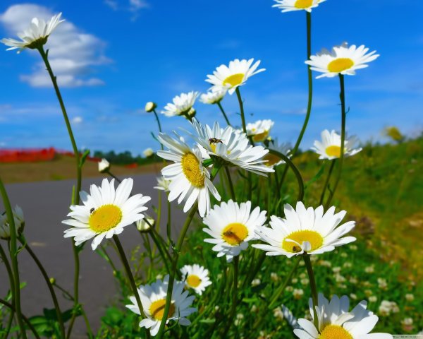 ромашка луговая