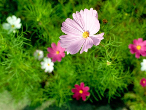 цветок космеи