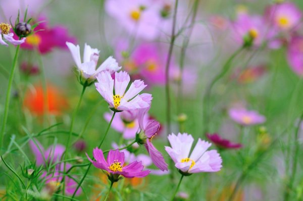 цветок космеи