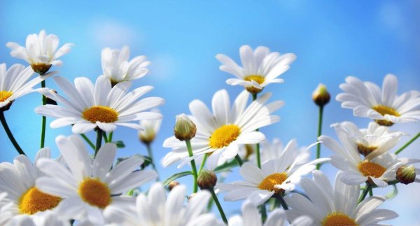 с ромашками