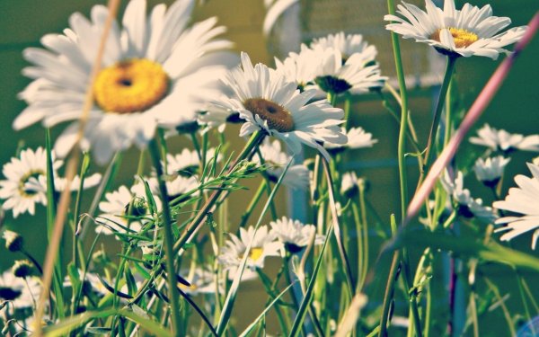 с ромашками