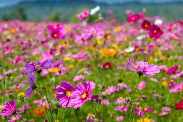 cosmos flower