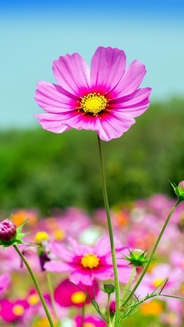 cosmos flower