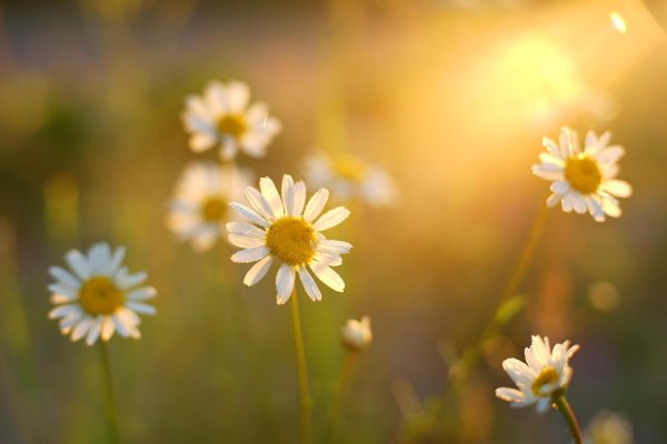 matricaria chamomilla