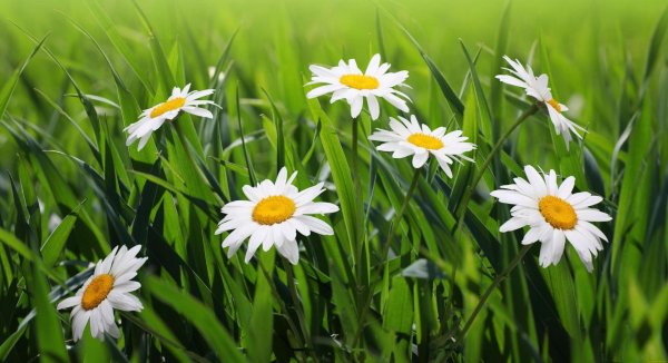 ромашки обои