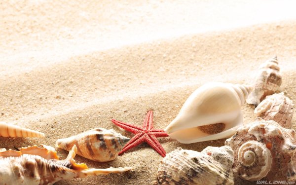 ракушка морская