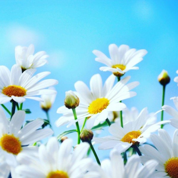 8 июля день семьи любви и верности