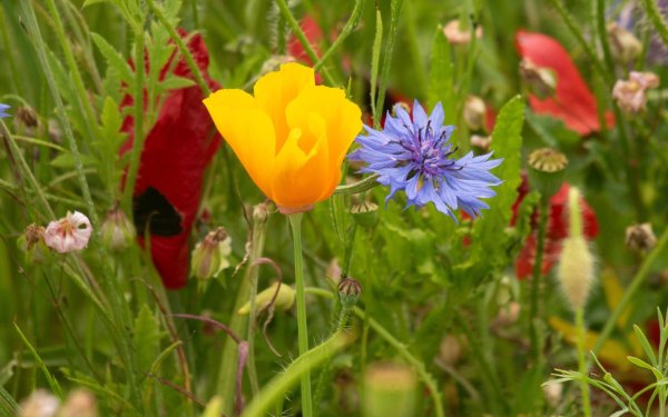 мак полевой василек