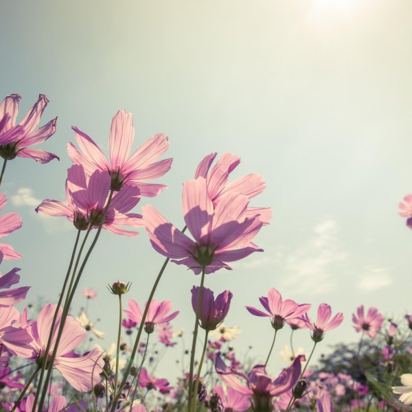cosmos flower
