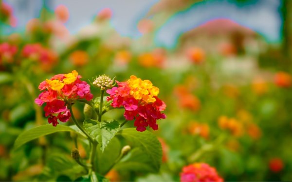 lantana camara