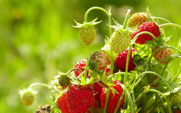 земляника луговая