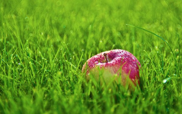 красивое яблоко