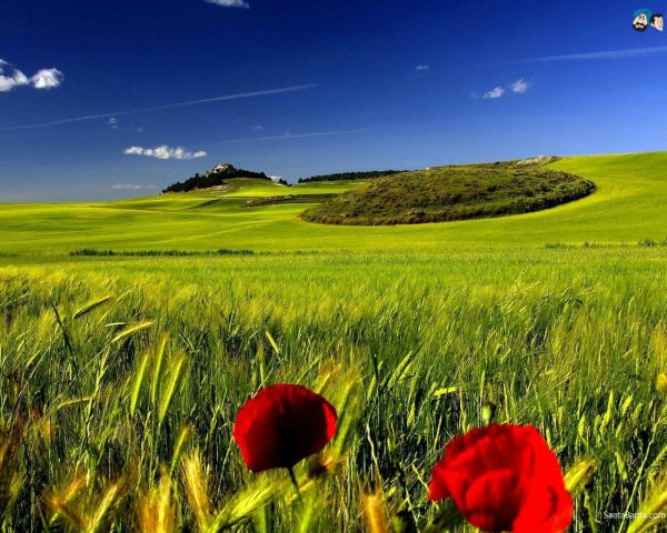 тоскана италия маковые поля