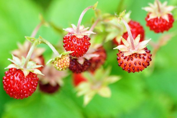 fragaria chiloensis