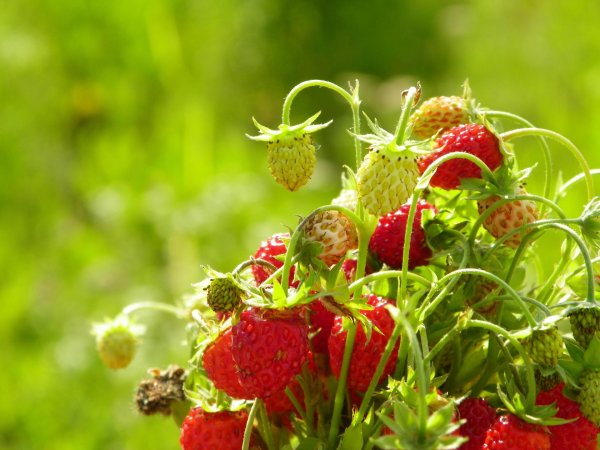 земляника лесная