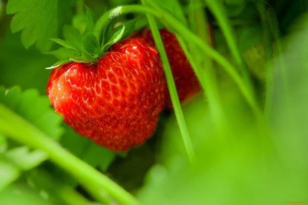 ремонтантная клубника