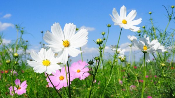 космея луговая